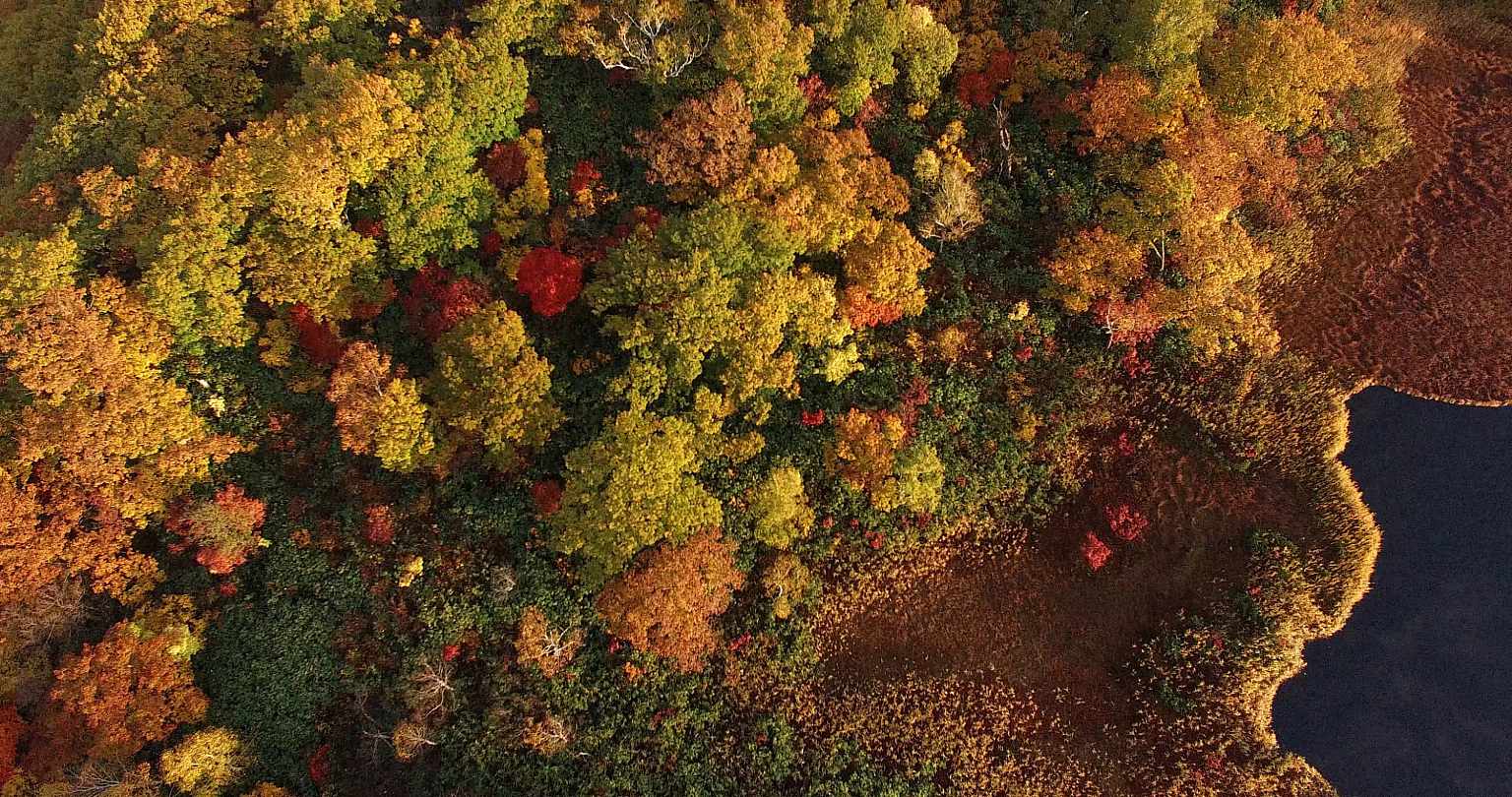 北海道ニセコの紅葉シーズン | ニセード